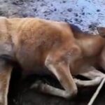 Petani sapi bantuan pemerintah di pingpong pejabat atas hilangnya 77 ekor sapi laporan ke Tipikor tidak di tindak lanjuti.