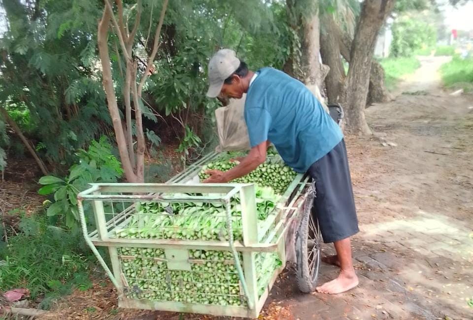 Menjalang nataru harga cabe dan sayur melonjak tinggi.